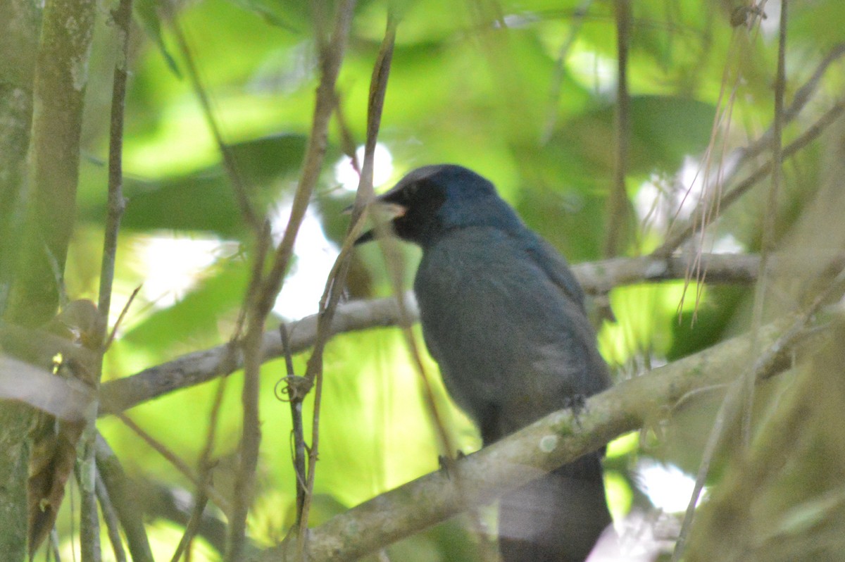 Black-throated Jay - Carlos Mancera (Tuxtla Birding Club)