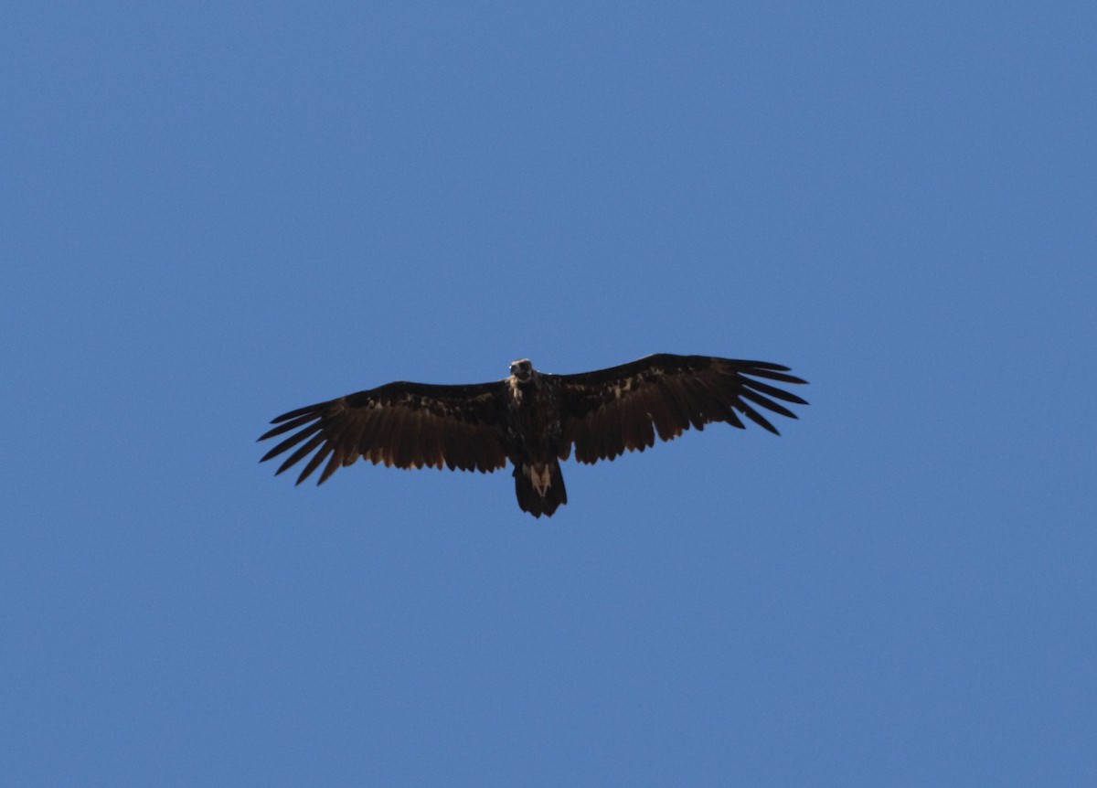 Cinereous Vulture - ML123512991
