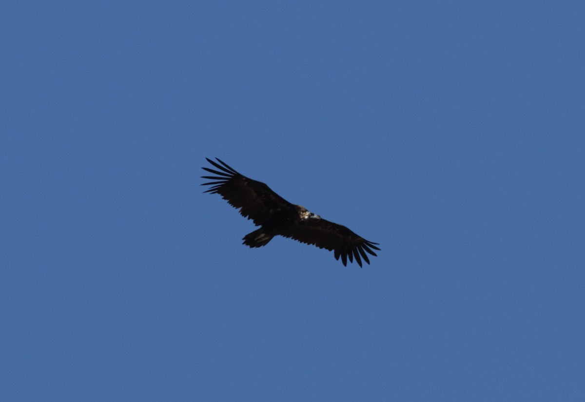 Cinereous Vulture - ML123513021