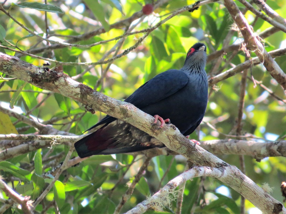 Madagaskar Mavi Güvercini - ML123514151