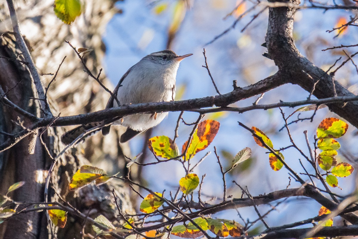 Bewick's Wren - ML123514621