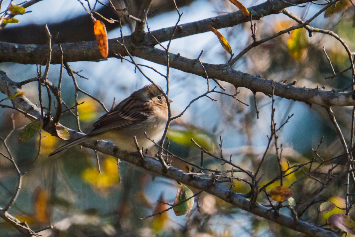 Field Sparrow - ML123514641