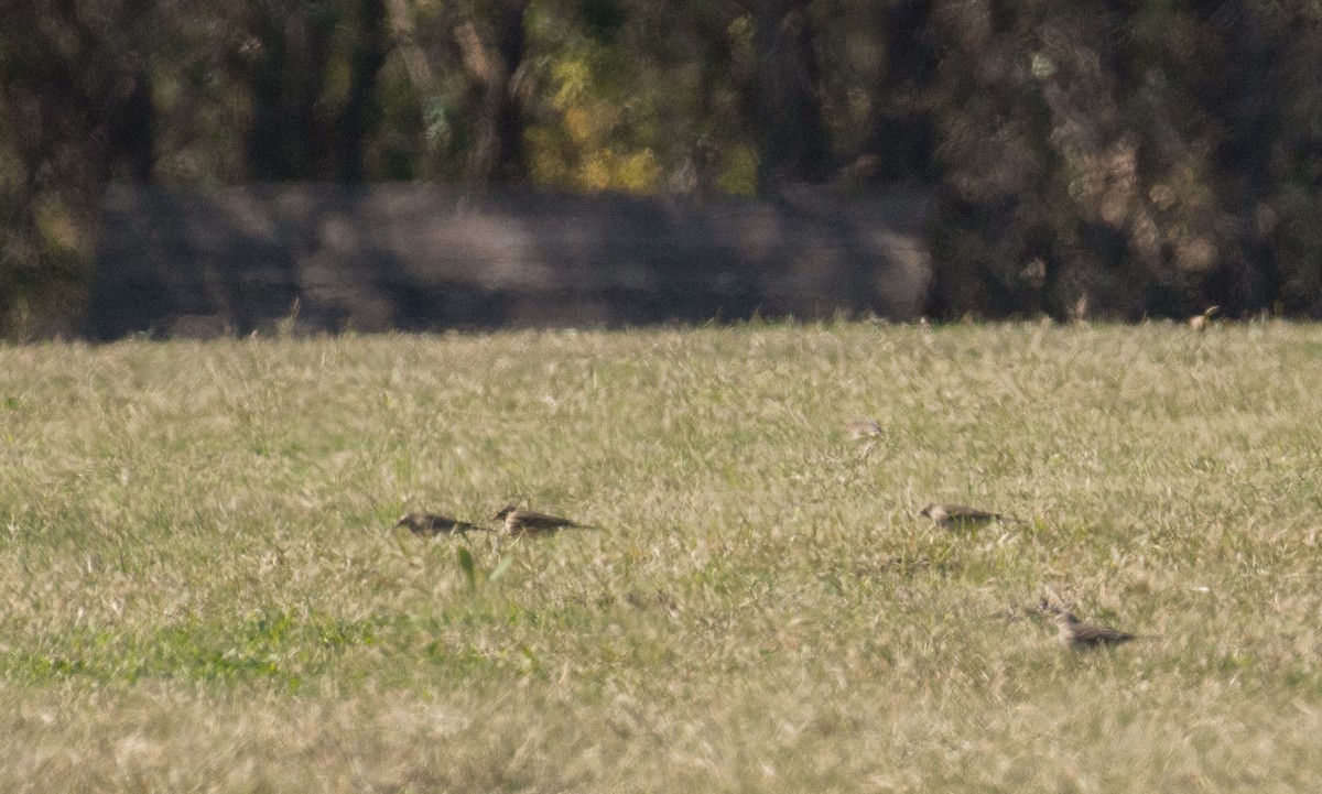 American Pipit - ML123514701