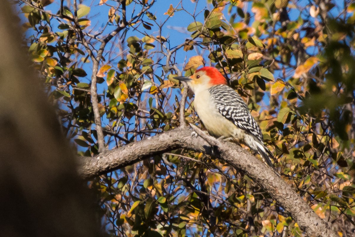 Red-bellied Woodpecker - ML123514731