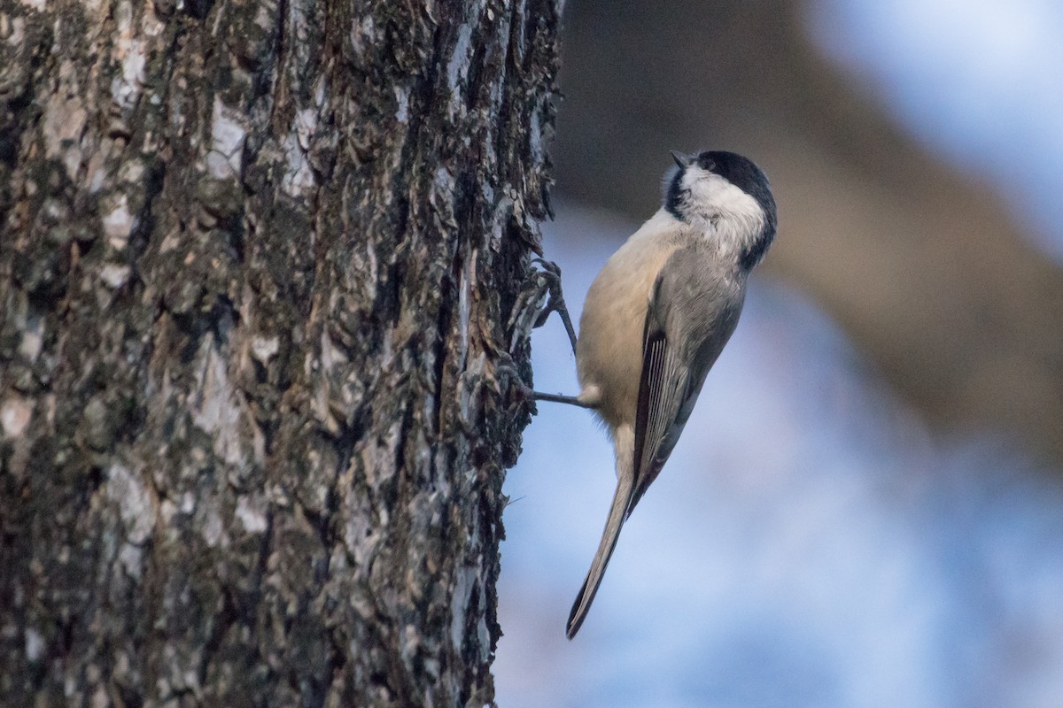 Carolina Chickadee - ML123514771