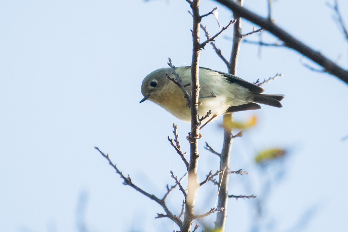 Ruby-crowned Kinglet - ML123514821