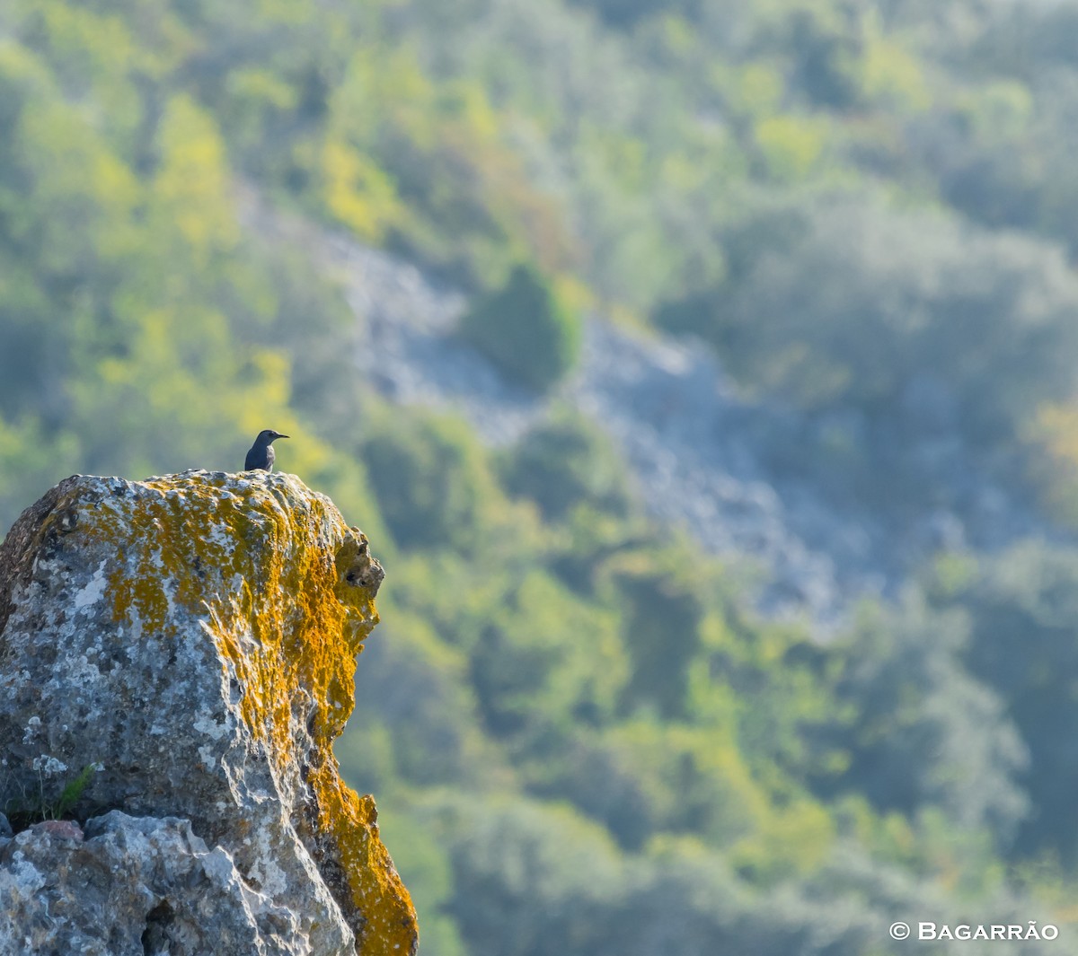 Blue Rock-Thrush - ML123514881