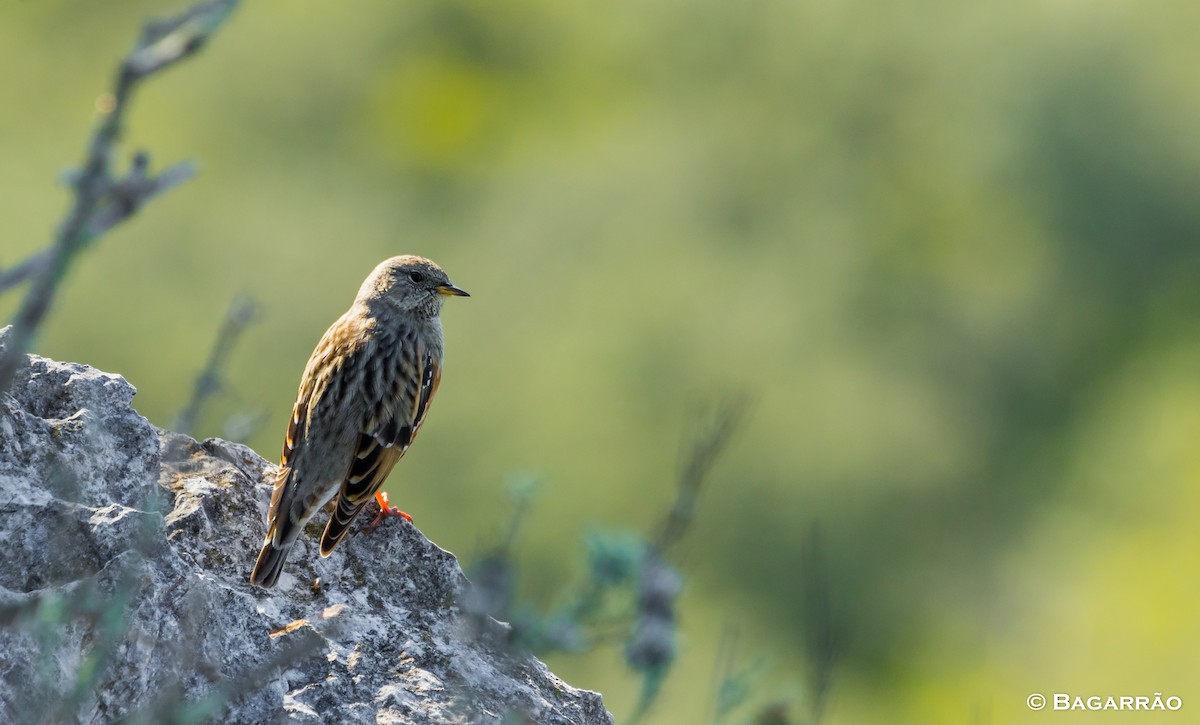 Alpine Accentor - ML123515161