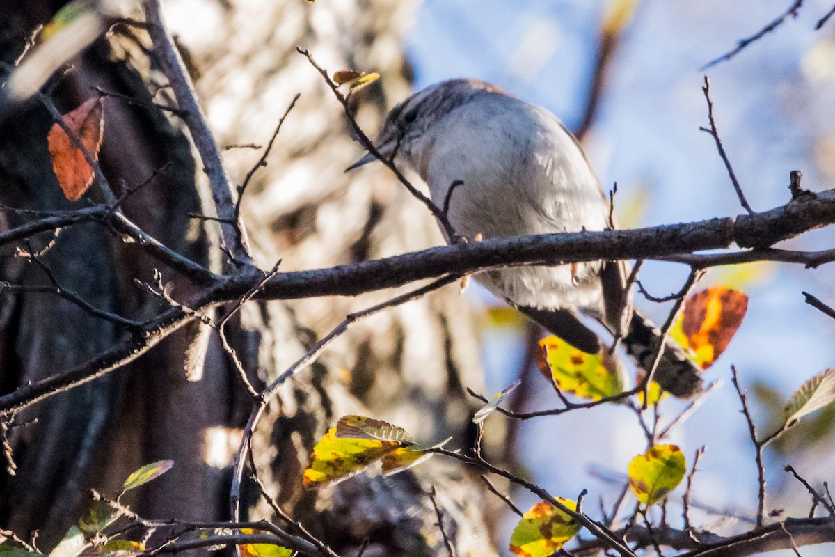 Bewick's Wren - ML123516591