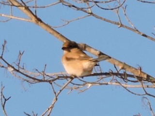 Northern Shrike - ML123518991