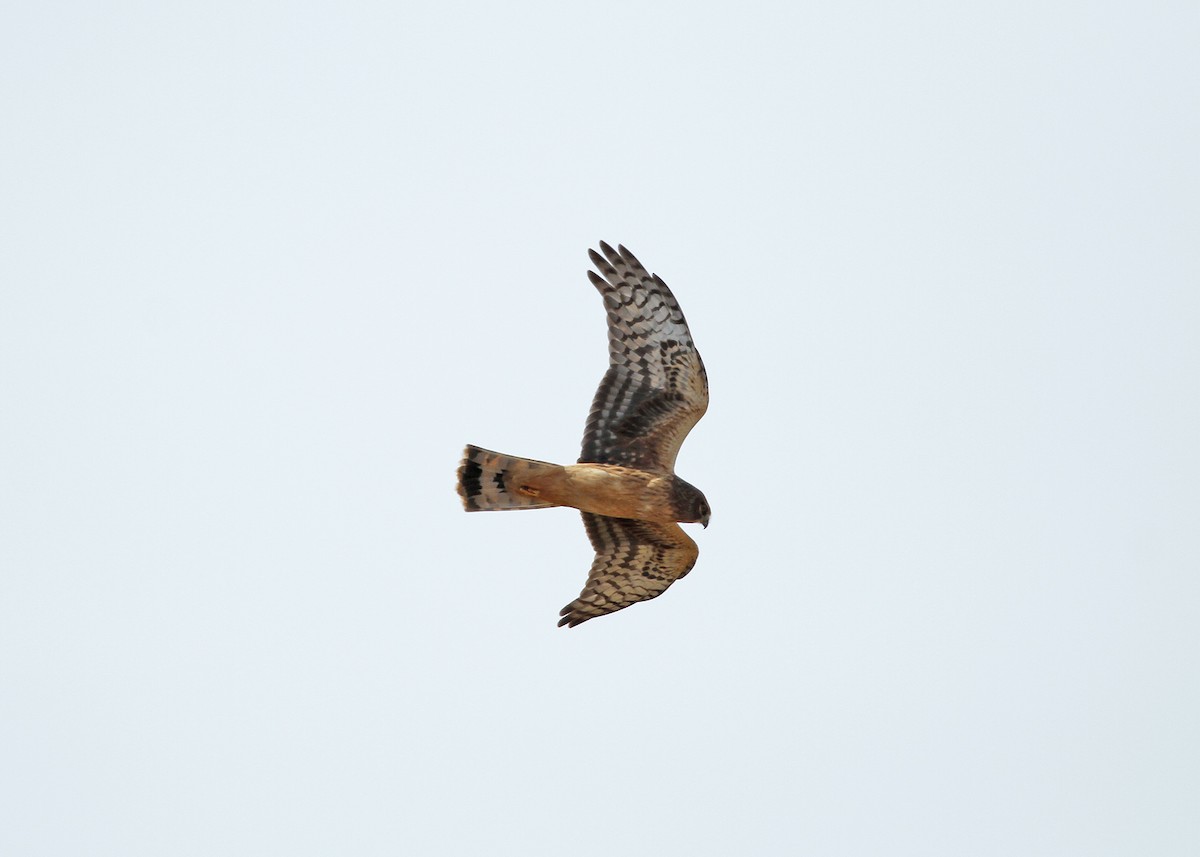 Northern Harrier - N. Wade Snyder