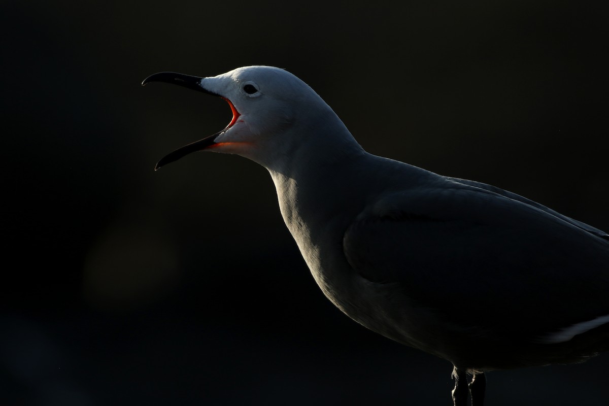 Gray Gull - ML123527791