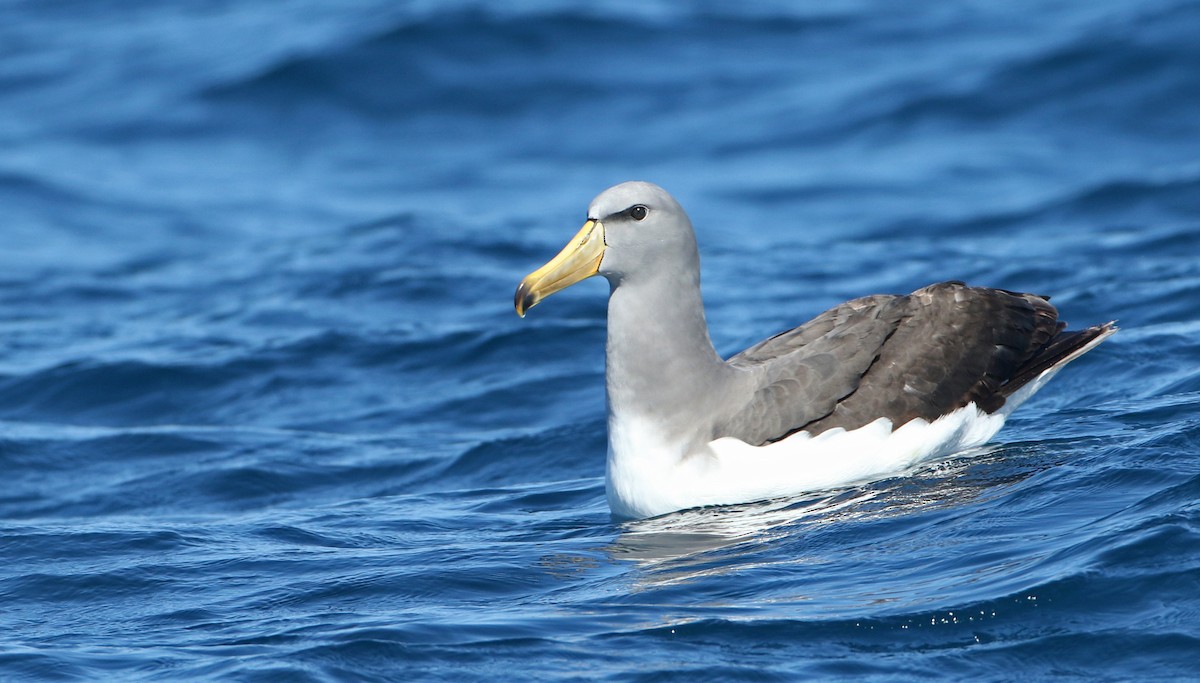 Chatham Albatross - ML123528541