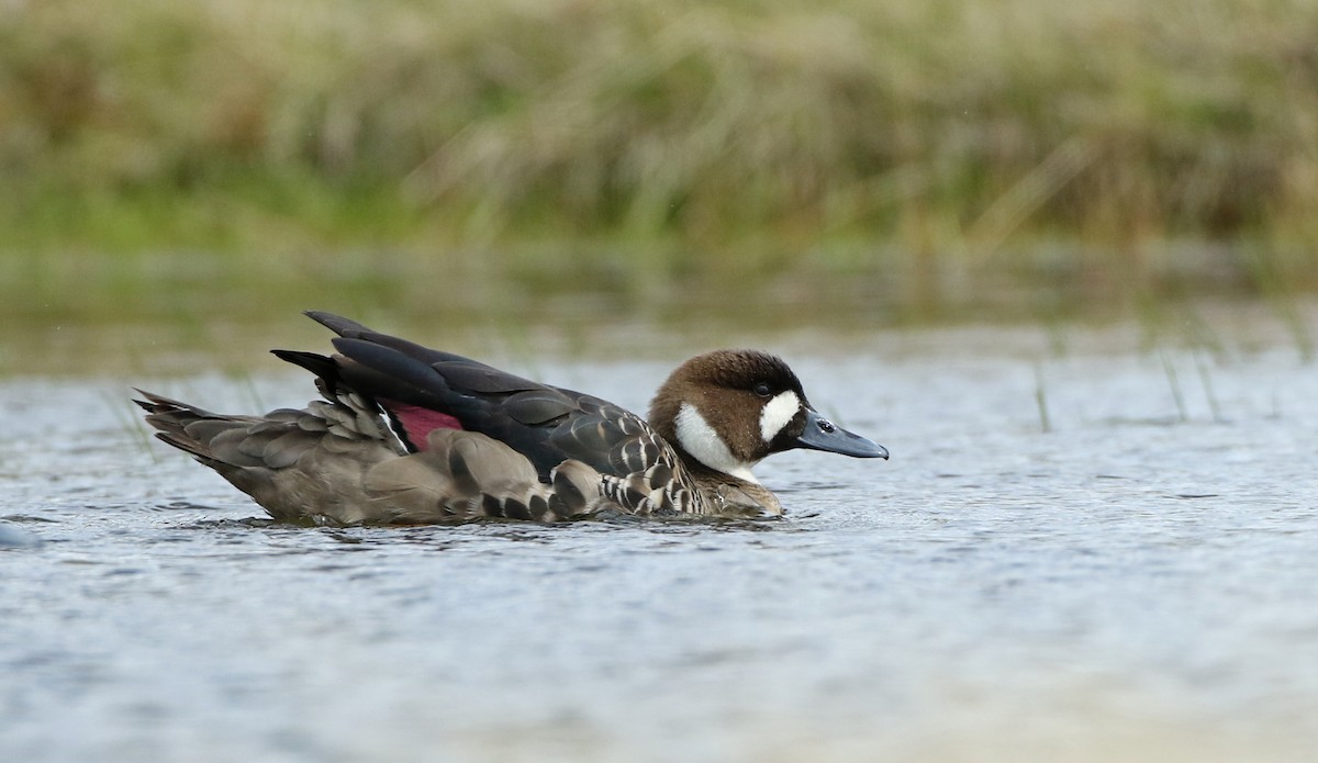 Spectacled Duck - Luke Seitz