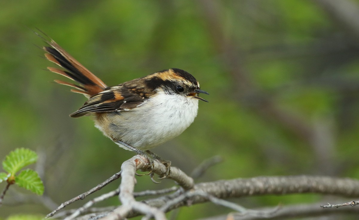 Thorn-tailed Rayadito - ML123529031