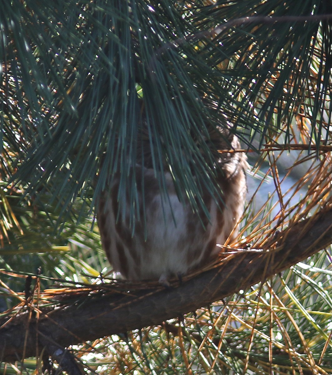 Northern Saw-whet Owl - ML123529401