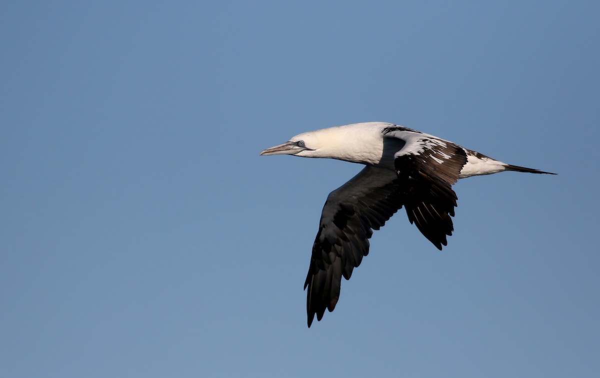 Northern Gannet - Jay McGowan