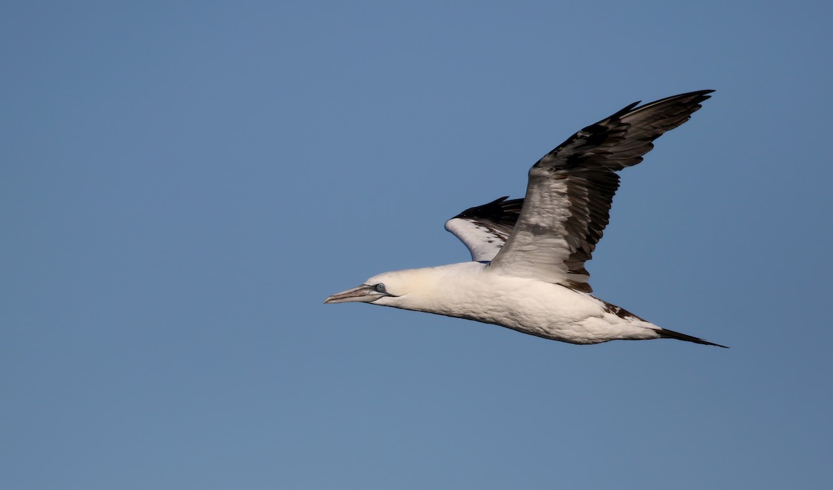 Northern Gannet - Jay McGowan