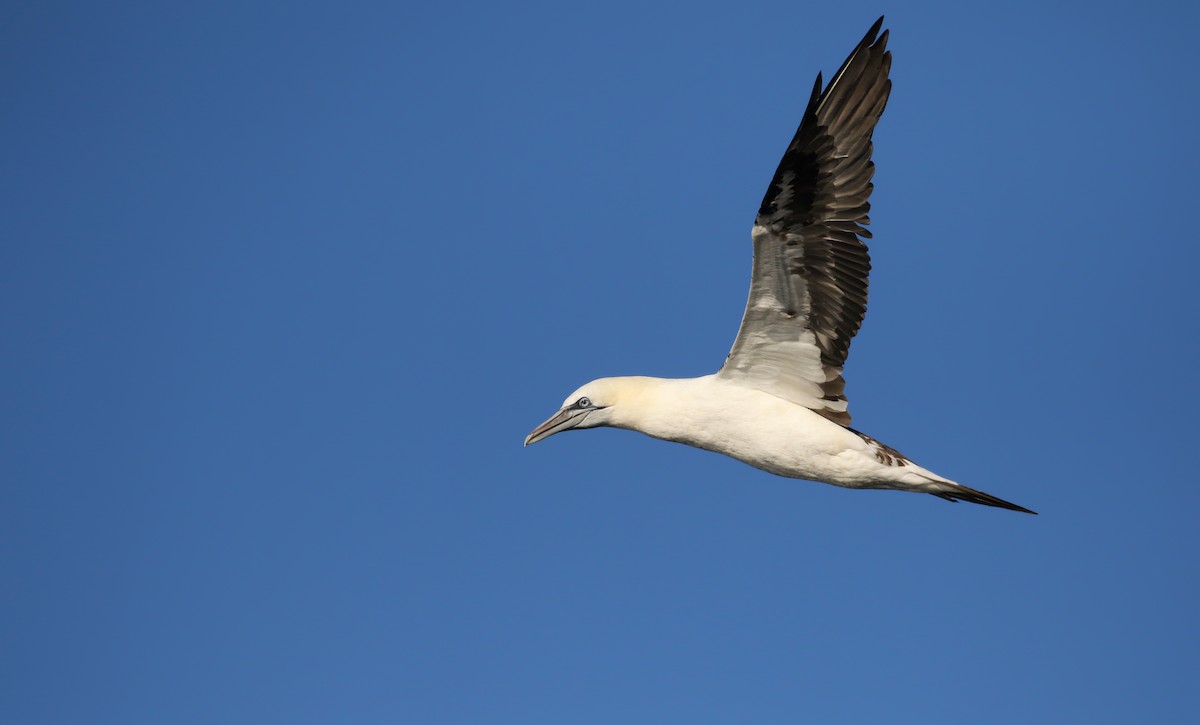 Northern Gannet - Jay McGowan