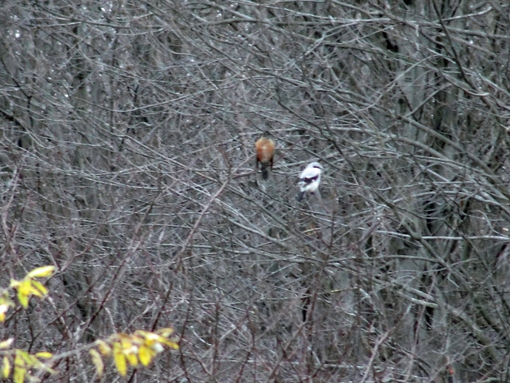Northern Shrike - Geauga Park District Naturalists