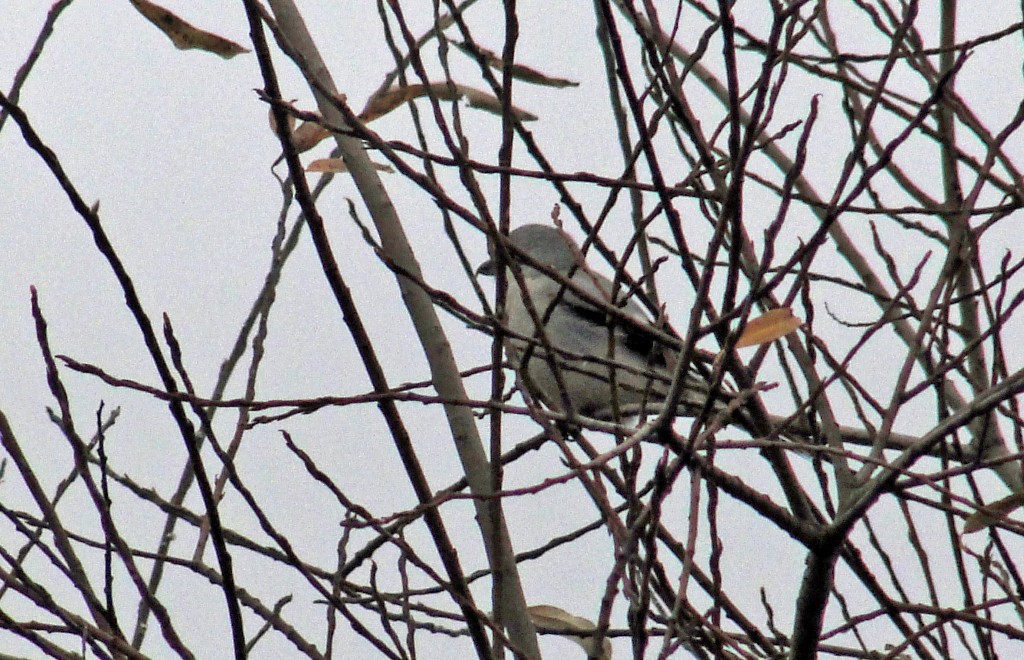 Northern Shrike - ML123530731