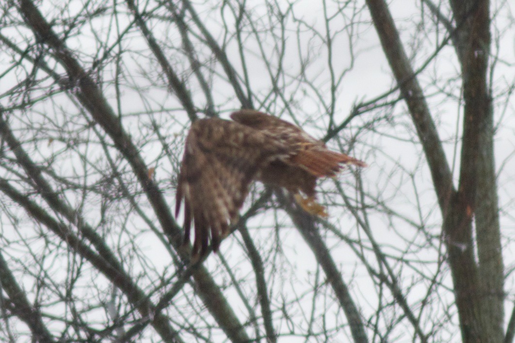 Red-tailed Hawk (calurus/alascensis) - ML123536041