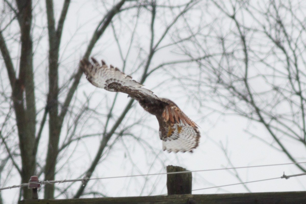 Red-tailed Hawk (calurus/alascensis) - ML123536061