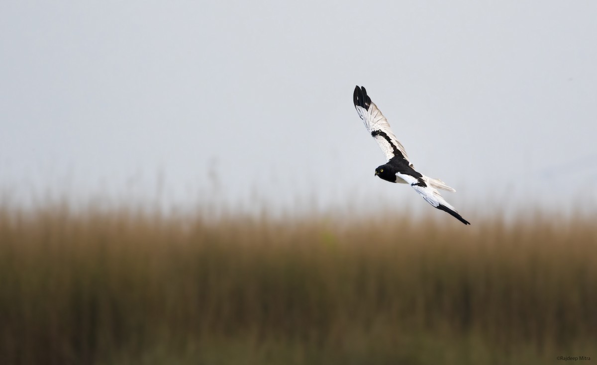 Pied Harrier - Rajdeep Mitra