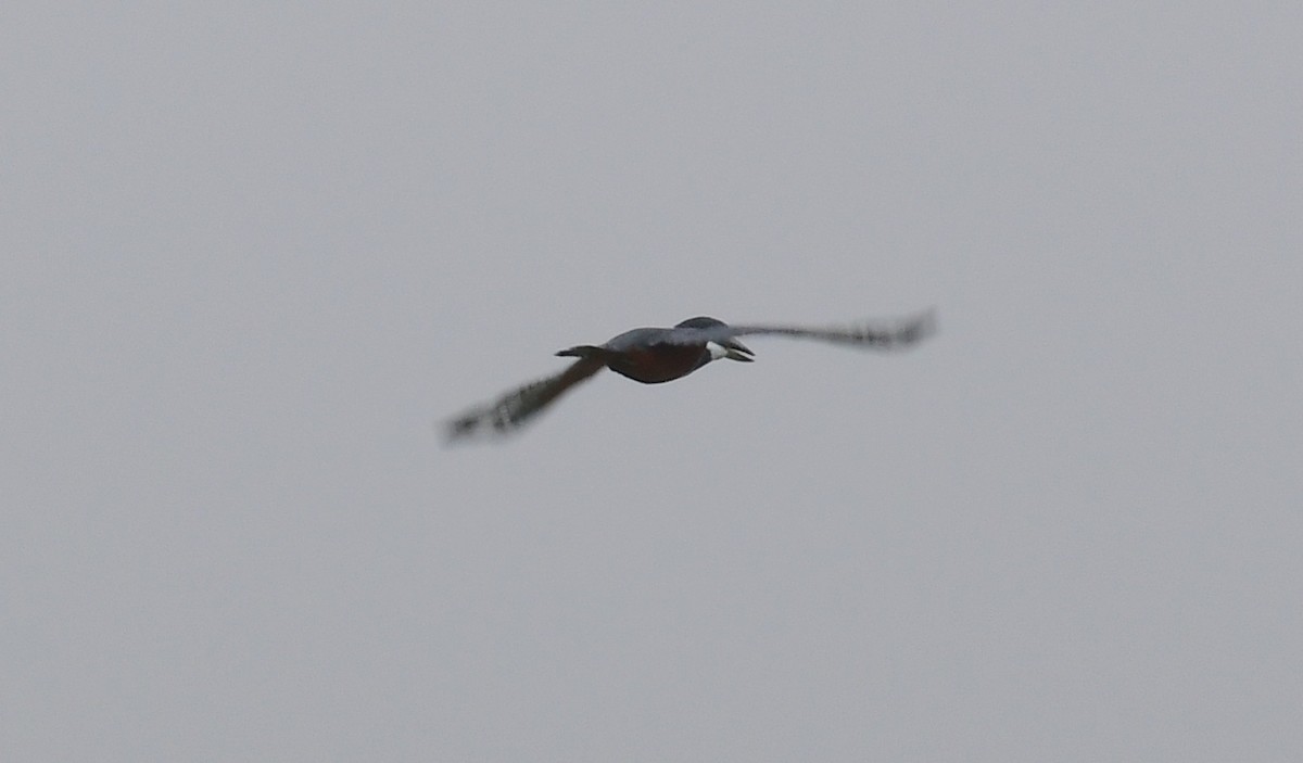 Ringed Kingfisher - James Bozeman