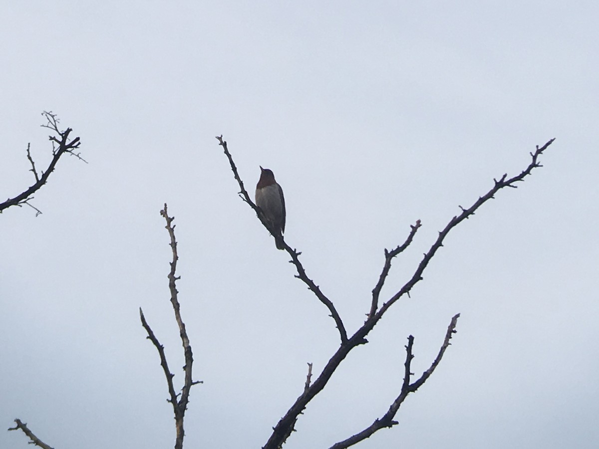 Red-throated Thrush - Marshall Iliff