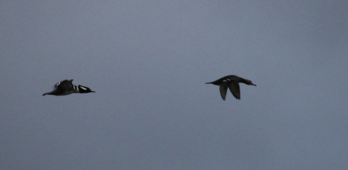 Hooded Merganser - ML123540731