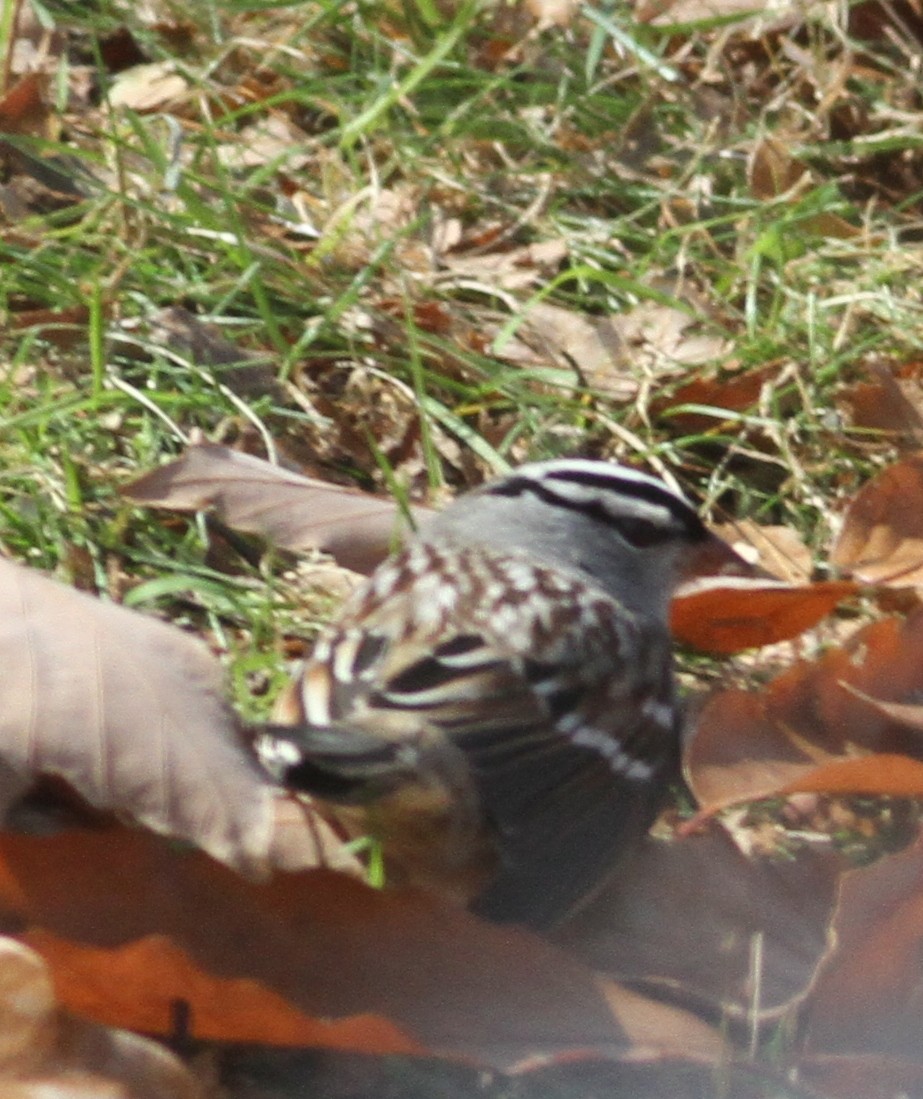 White-crowned Sparrow (Dark-lored) - ML123541211