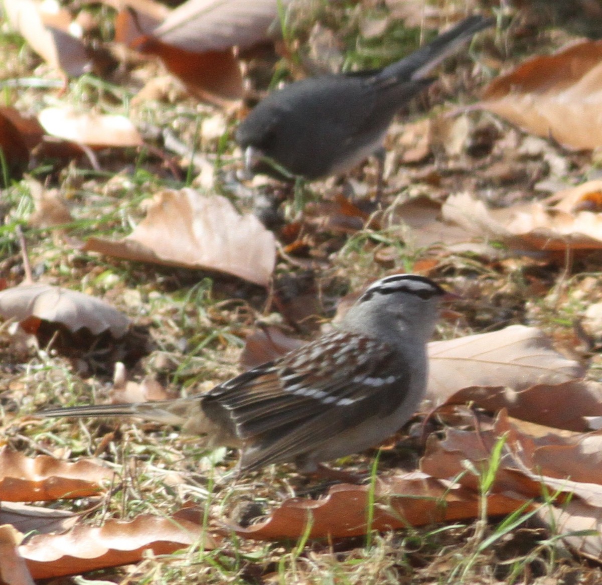 White-crowned Sparrow (Dark-lored) - ML123541231