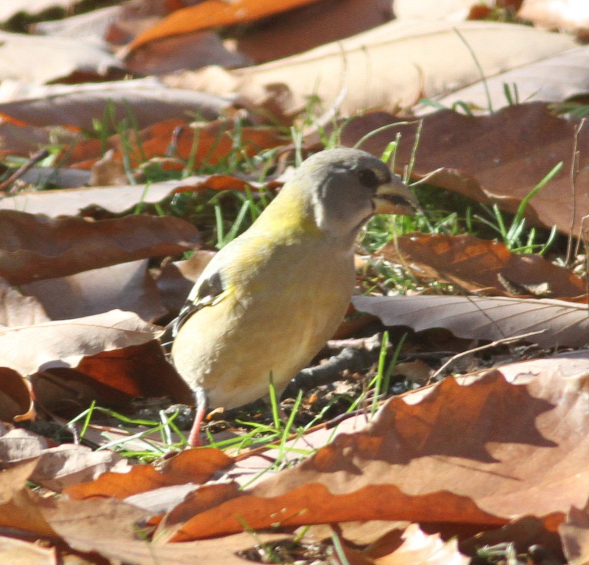 Evening Grosbeak - ML123541261