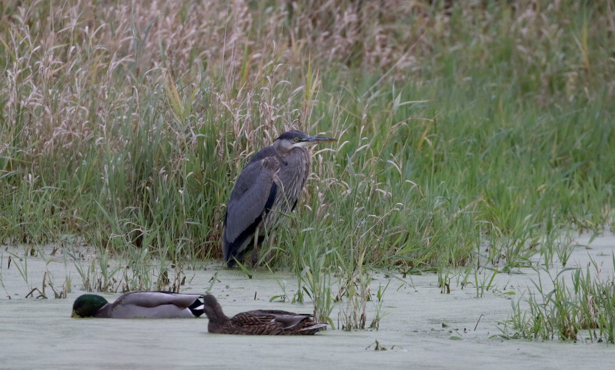 Great Blue Heron (Great Blue) - ML123541871