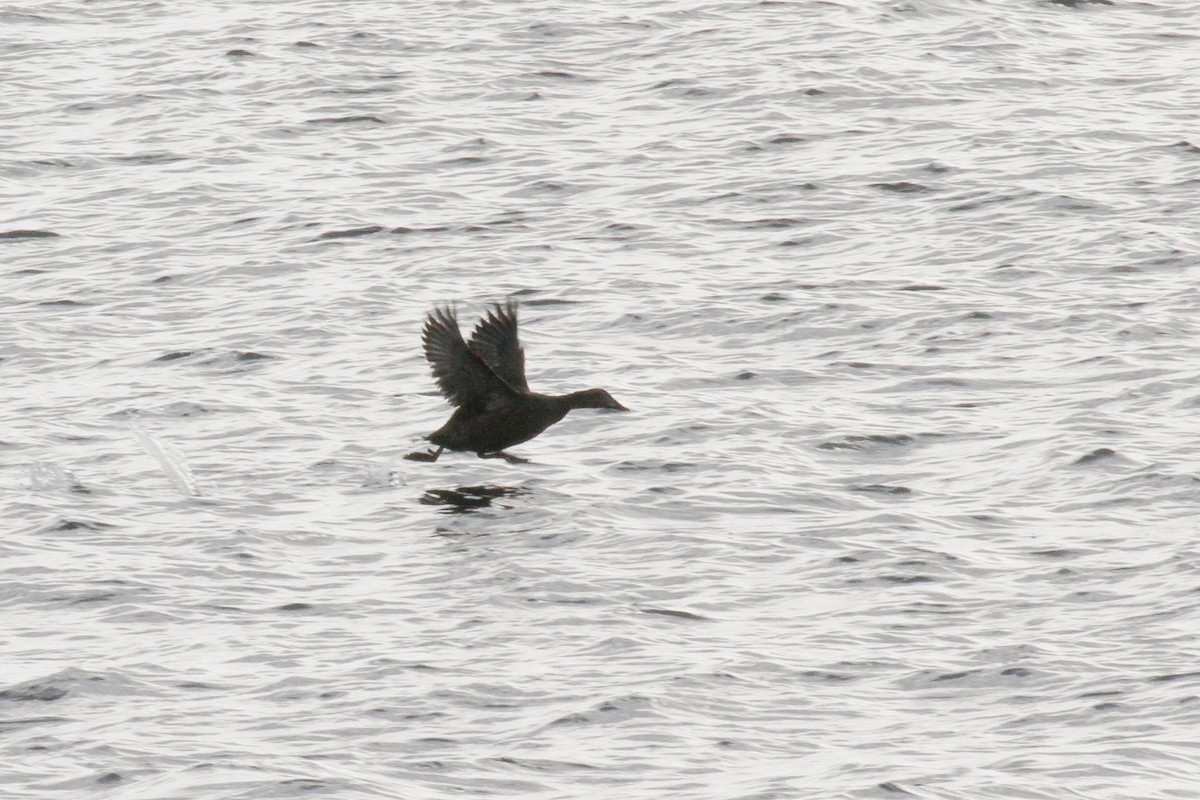 Common Eider - ML123542691