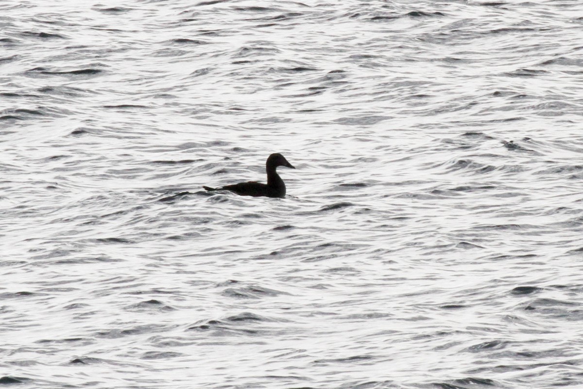 Common Eider - ML123542701