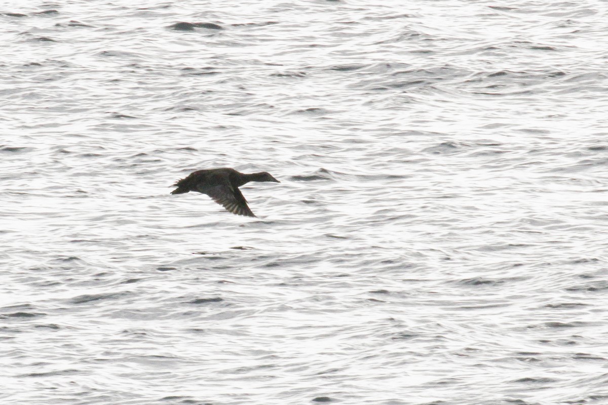 Common Eider - ML123542711