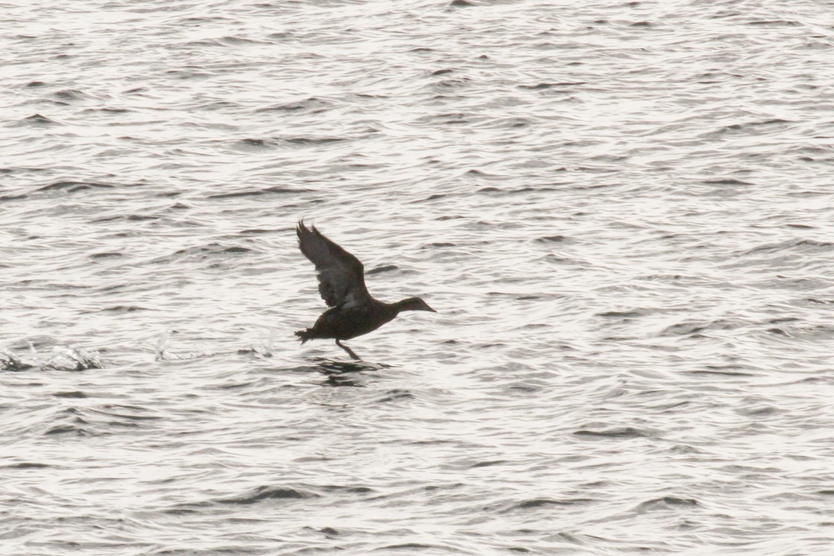 Common Eider - ML123542721