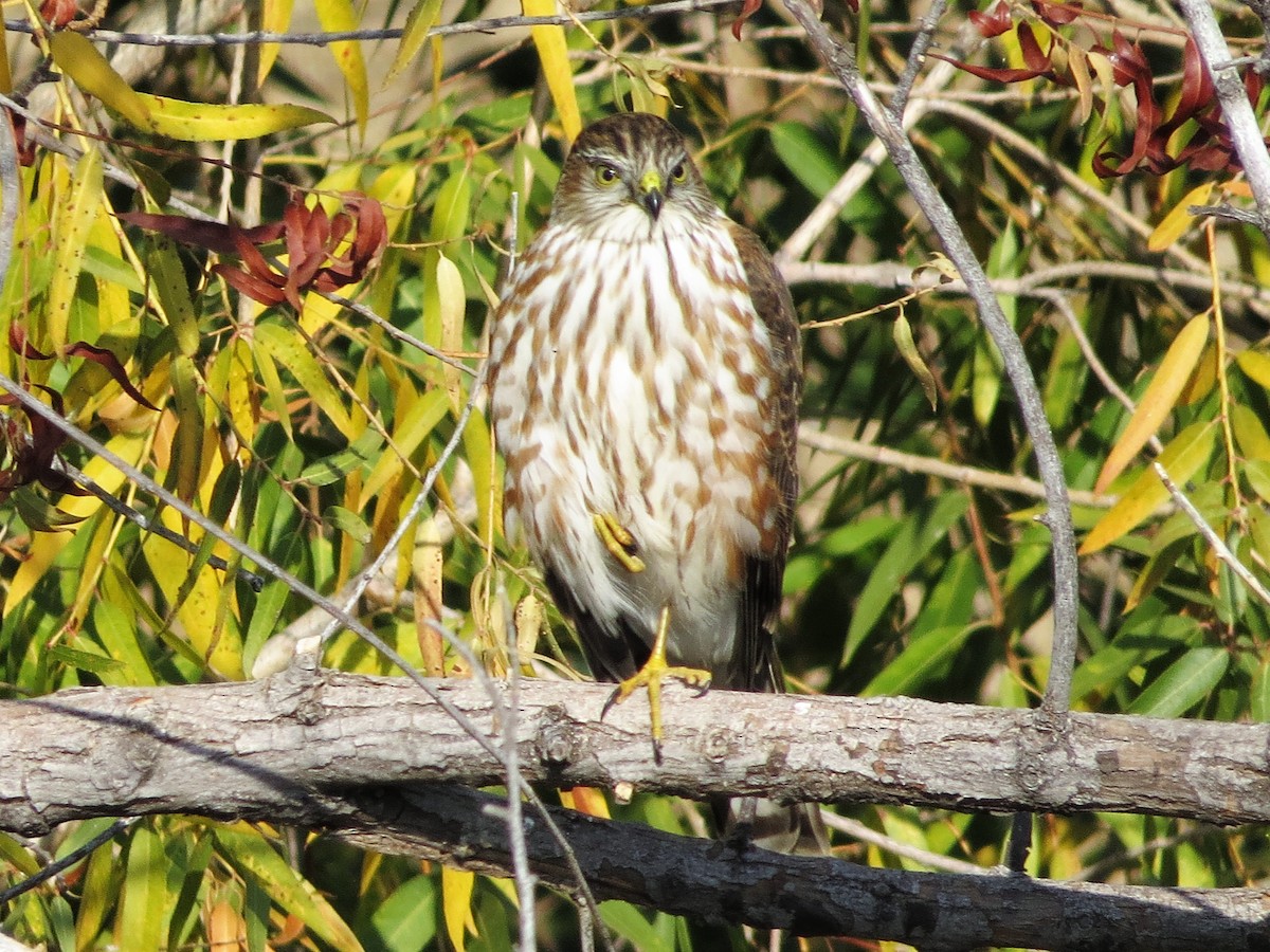 Sharp-shinned Hawk (Northern) - Rick Saxton