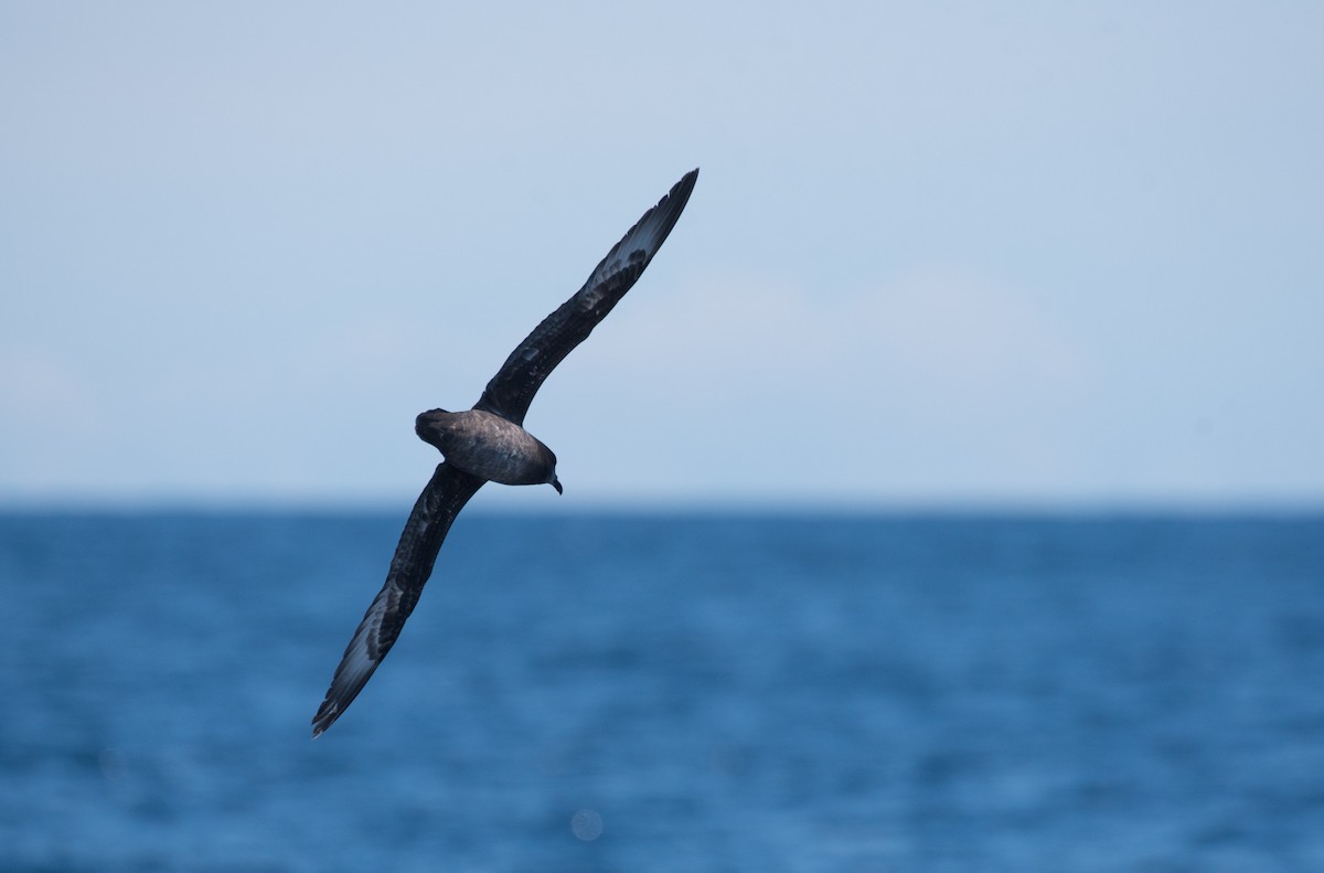 Providence Petrel - John Daniels