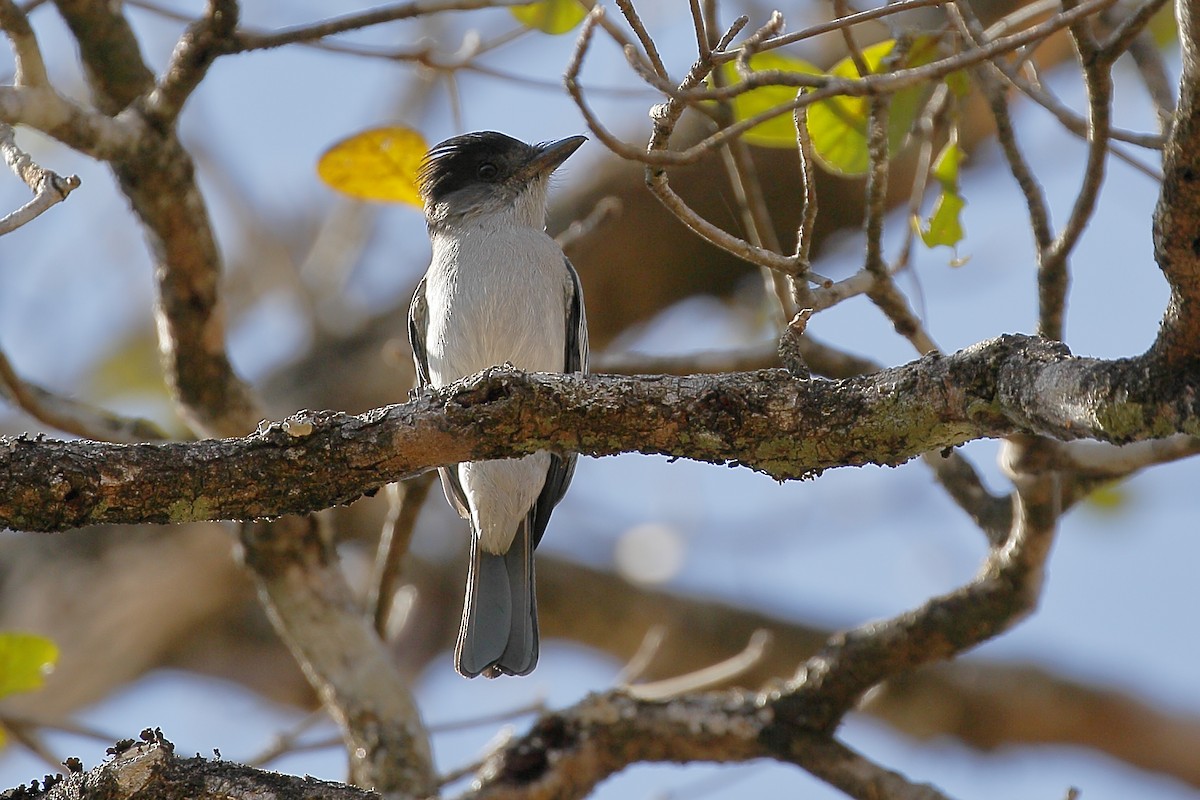 Sibilant Sirystes - ML123549001