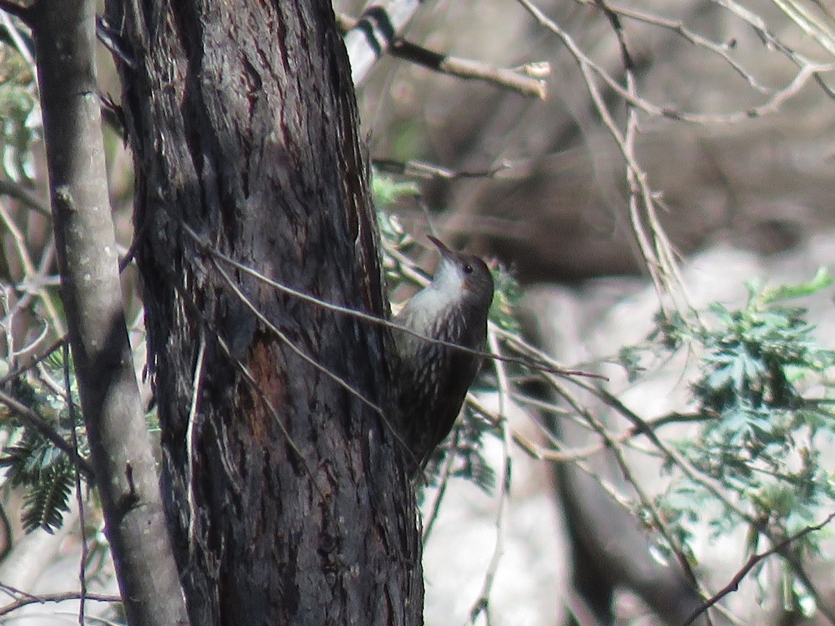 White-throated Treecreeper - Kumiko Callaway