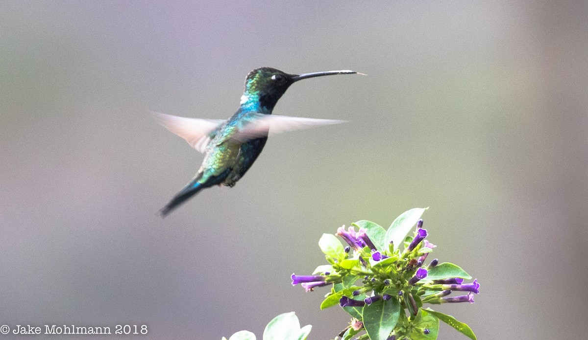 Colibrí de Barbijo - ML123550891