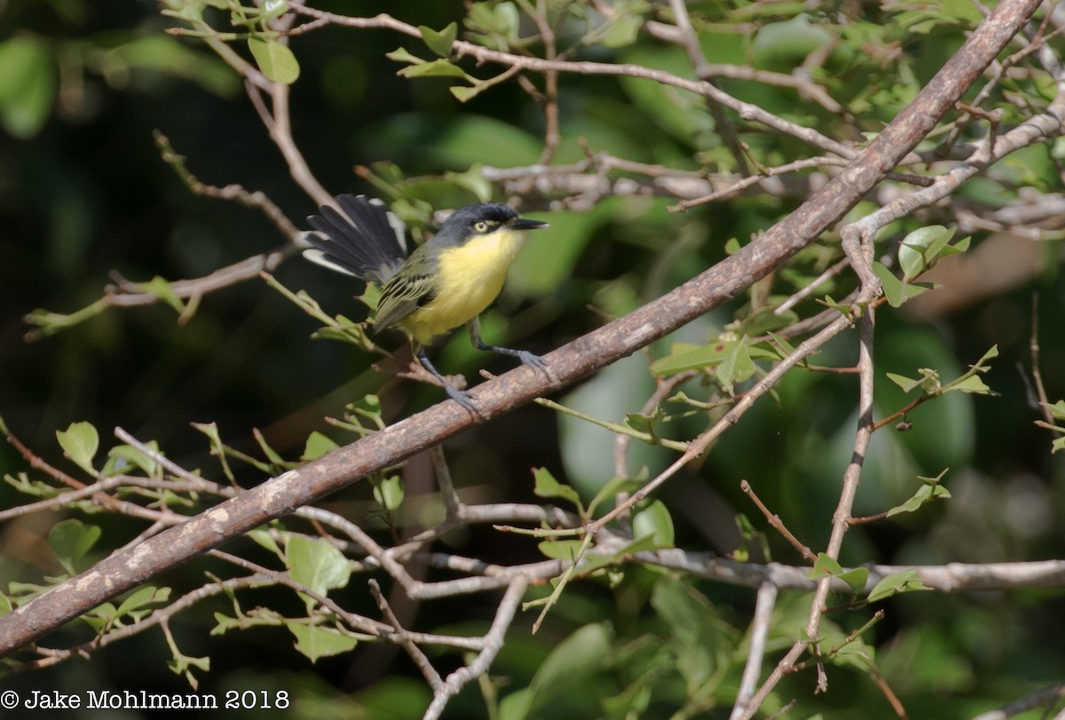 Common Tody-Flycatcher - Jake Mohlmann