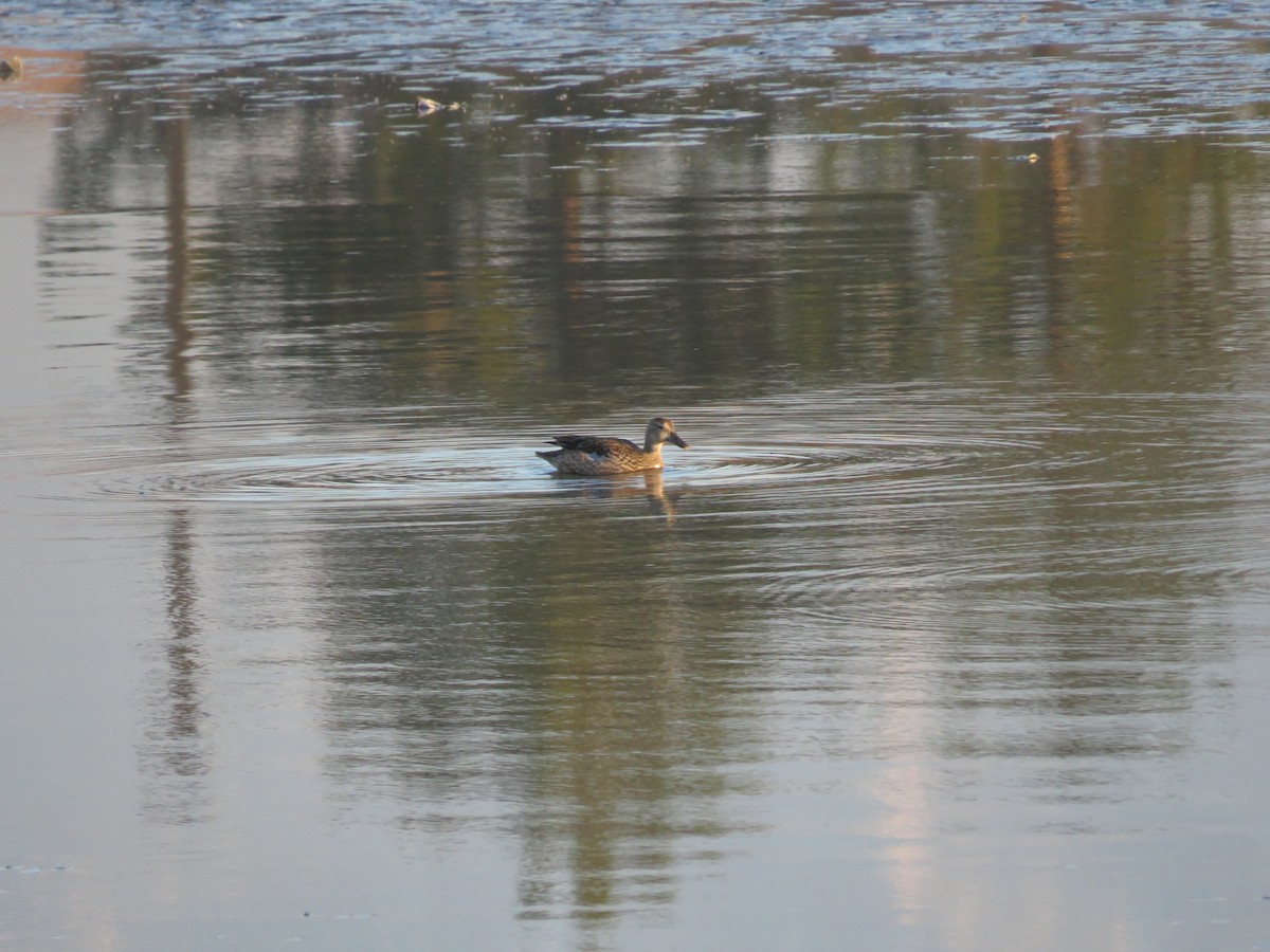 Blue-winged Teal - ML123552941