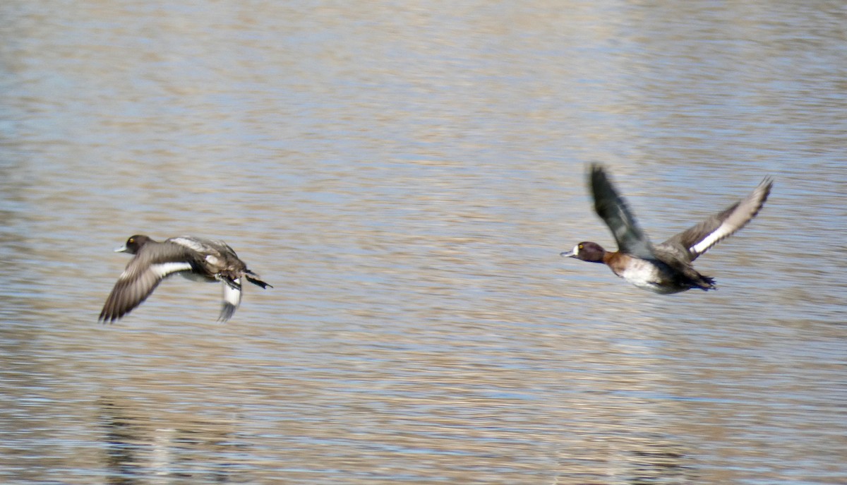 Lesser Scaup - ML123553411