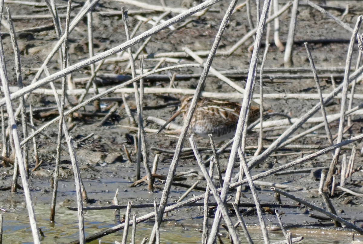 Wilson's Snipe - ML123554381