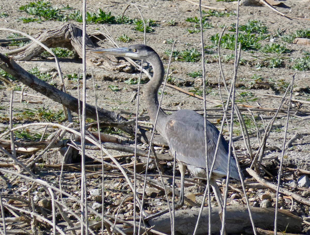 Great Blue Heron - ML123555001