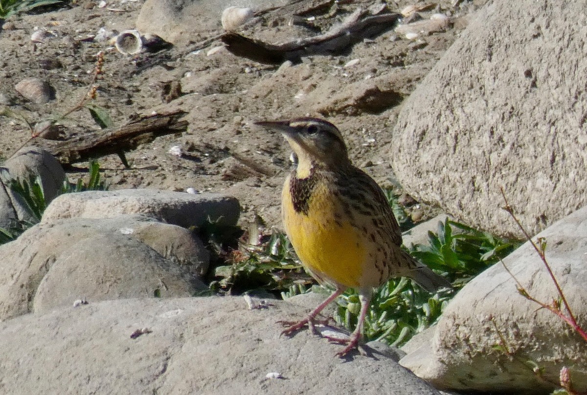 Western Meadowlark - ML123555941